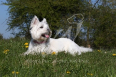 Terrier - West Highland White