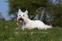 Terrier - West Highland White