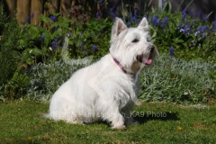 Terrier - West Highland White
