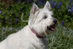 Terrier - West Highland White