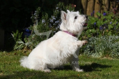 Terrier - West Highland White
