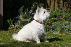 Terrier - West Highland White