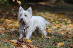 Terrier - West Highland White