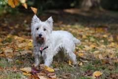 Terrier - West Highland White