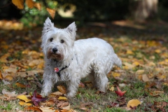 Terrier - West Highland White