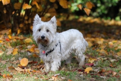Terrier - West Highland White
