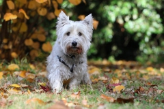 Terrier - West Highland White