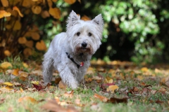 Terrier - West Highland White