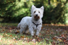 Terrier - West Highland White