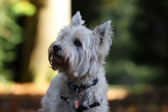 Terrier - West Highland White