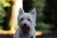 Terrier - West Highland White