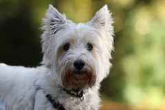 Terrier - West Highland White