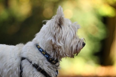 Terrier - West Highland White