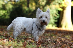 Terrier - West Highland White