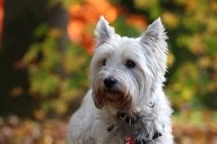 Terrier - West Highland White