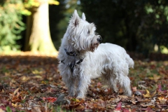 Terrier - West Highland White
