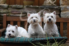 Terrier - West Highland White