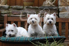 Terrier - West Highland White