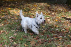 Terrier - West Highland White
