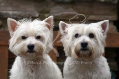 Terrier - West Highland White