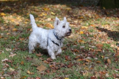 Terrier - West Highland White