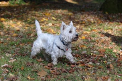 Terrier - West Highland White