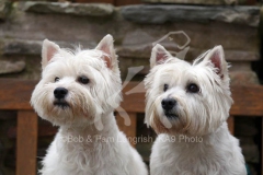 Terrier - West Highland White