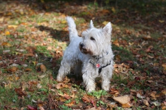 Terrier - West Highland White