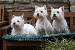 Terrier - West Highland White