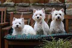 Terrier - West Highland White