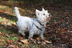 Terrier - West Highland White