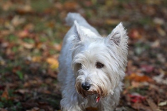 Terrier - West Highland White