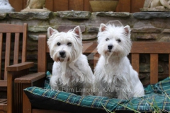 Terrier - West Highland White
