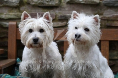 Terrier - West Highland White