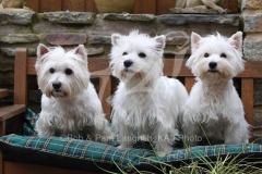 Terrier - West Highland White