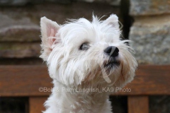 Terrier - West Highland White