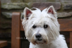 Terrier - West Highland White