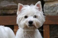 Terrier - West Highland White