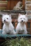 Terrier - West Highland White