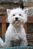 Terrier - West Highland White
