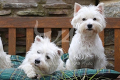 Terrier - West Highland White