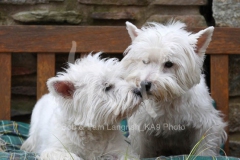 Terrier - West Highland White