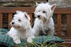 Terrier - West Highland White