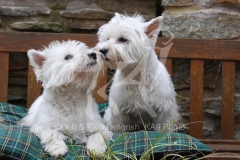 Terrier - West Highland White