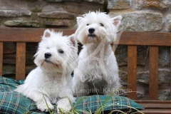 Terrier - West Highland White