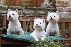 Terrier - West Highland White