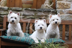 Terrier - West Highland White