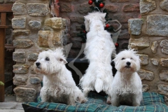 Terrier - West Highland White