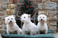 Terrier - West Highland White