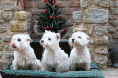 Terrier - West Highland White